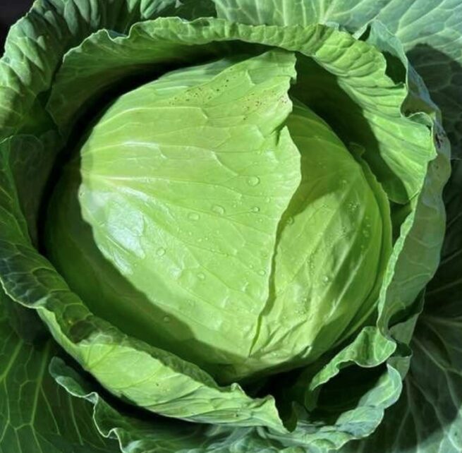 Late Flat Dutch Cabbage Seeds | Heirloom | Organic