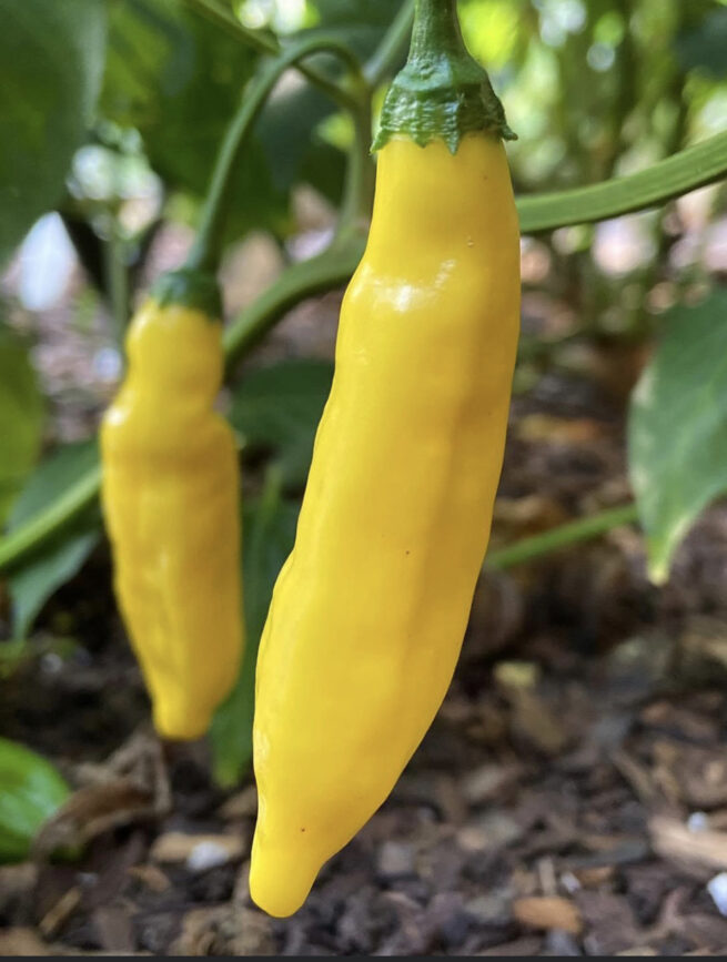 Lemon Drop Pepper Seeds | Hot | Organic
