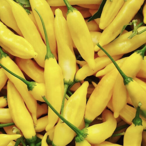 Lemon Drop Pepper Seeds | Hot | Organic
