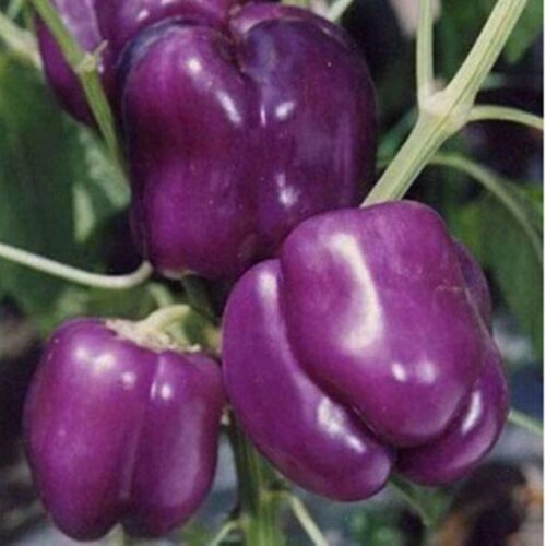 Lilac Bell Pepper Seeds | Sweet | Organic