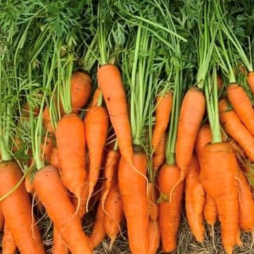 Little Fingers Carrots Seeds | Heirloom | Organic