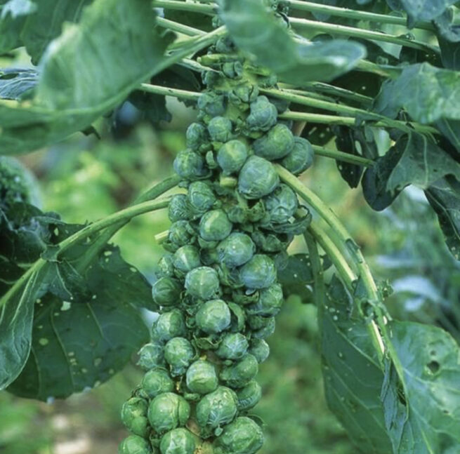 Long Island Improved Brussels Sprouts Seeds | Heirloom | Organic