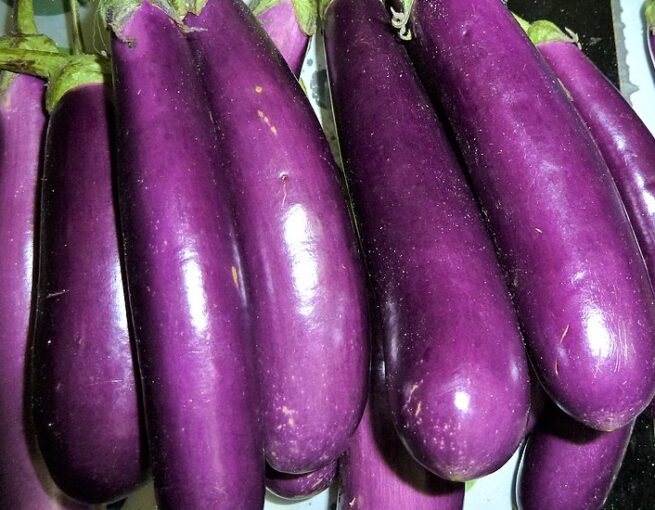 Long Purple Eggplant Seeds | Heirloom | Organic