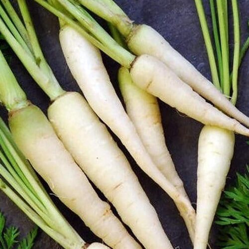 Lunar White Carrot Seeds | Heirloom | Organic