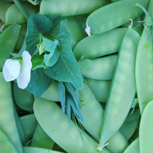 Mammoth Melting Sugar Snow Pea | Heirloom | Organic