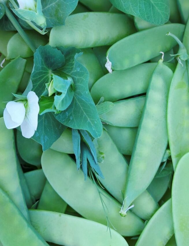 Mammoth Melting Sugar Snow Pea | Heirloom | Organic