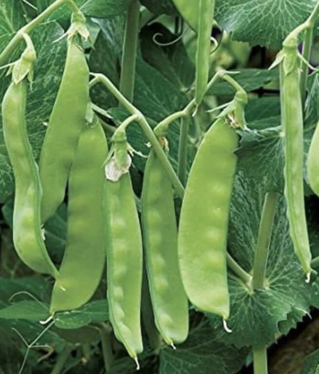 Mammoth Melting Sugar Snow Pea | Heirloom | Organic