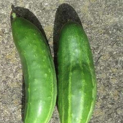 Marketer Cucumber Seeds | Heirloom | Organic