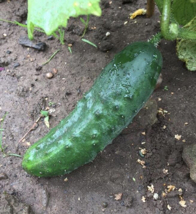 Marketmore 76 Cucumber Seeds | Heirloom | Organic