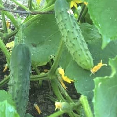 Marketmore 76 Cucumber Seeds | Heirloom | Organic