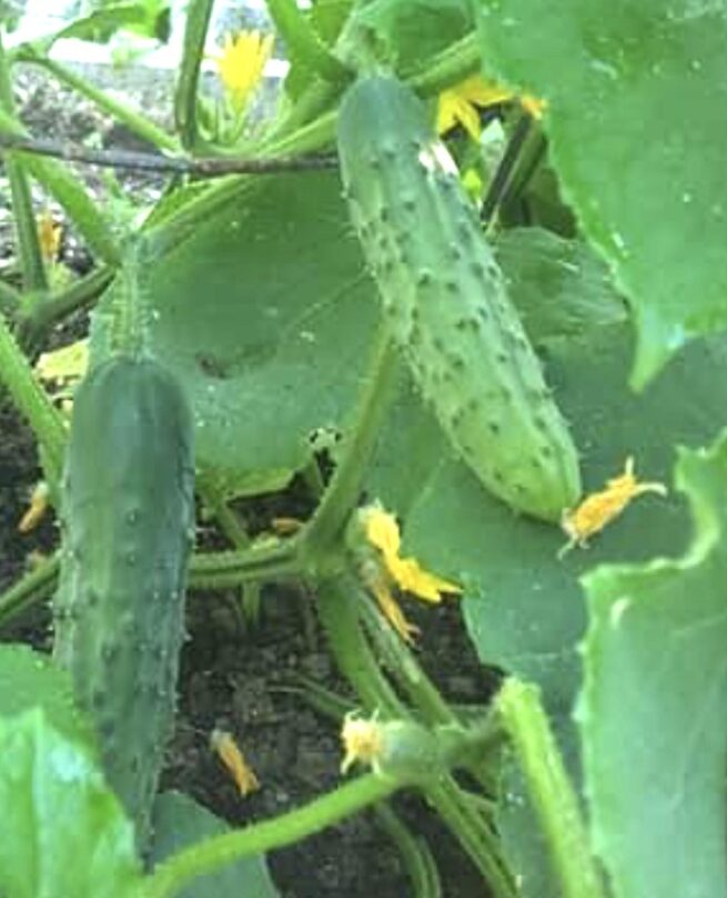 Marketmore 76 Cucumber Seeds | Heirloom | Organic