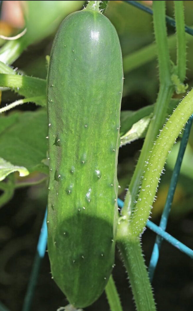 Marketmore 76 Cucumber Seeds | Heirloom | Organic