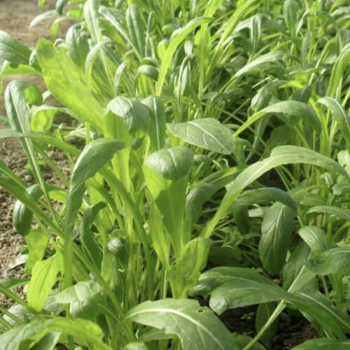 Mibuna Seeds | Heirloom | Organic | Rare Vegetable Seeds