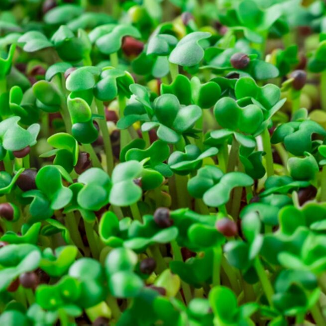 Basic Salad Microgreen Mix