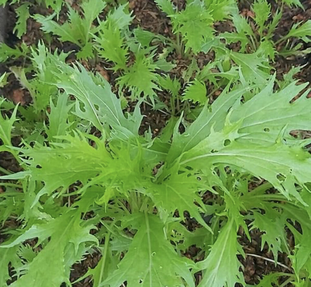 Mizuna Seeds | Heirloom | Tim's Tomatoes