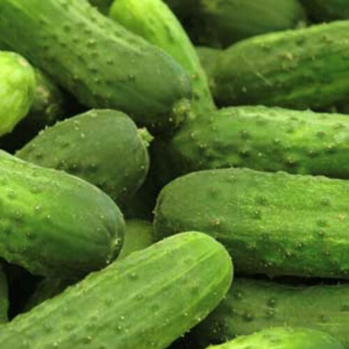 National Pickling Cucumber Seeds | Heirloom | Organic