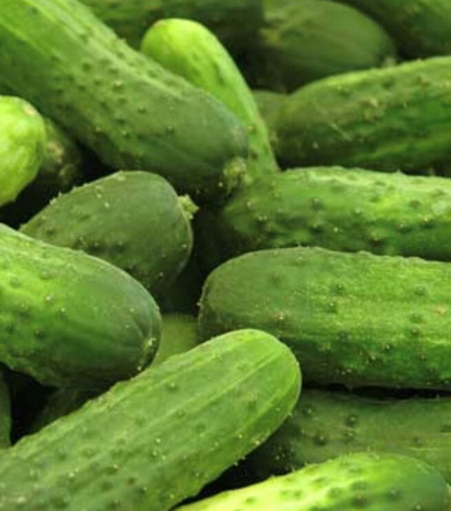 National Pickling Cucumber Seeds | Heirloom | Organic