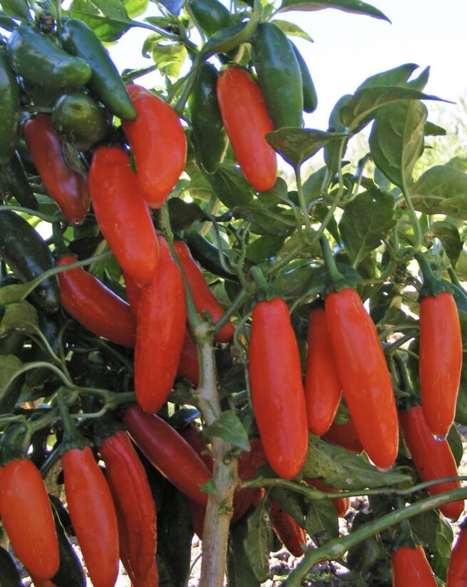 Orange Spice Jalapeno Pepper Seeds | Organic