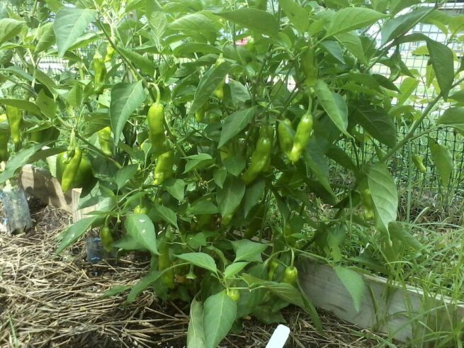 Italian Pepperoncini Pepper Seeds | Sweet | Heirloom | Organic