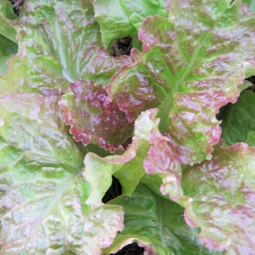 Prizehead Leaf Lettuce Seeds | Organic