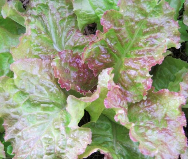 Prizehead Leaf Lettuce Seeds | Organic