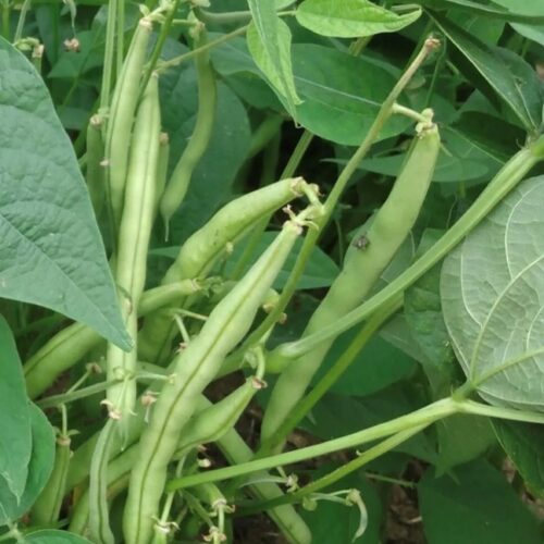 Provider Green Bush Bean Seeds | Heirloom | Organic