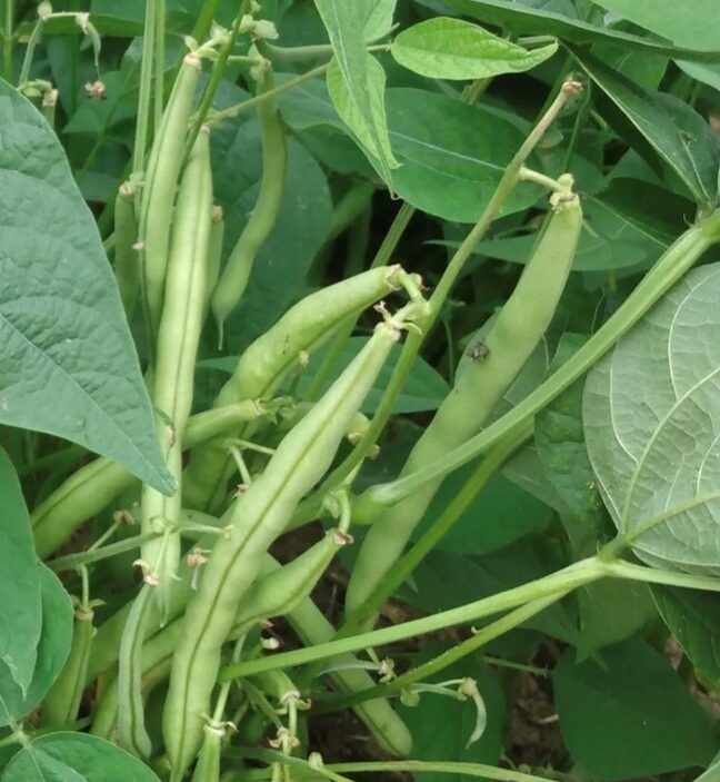 Provider Green Bush Bean Seeds | Heirloom | Tim's Tomatoes
