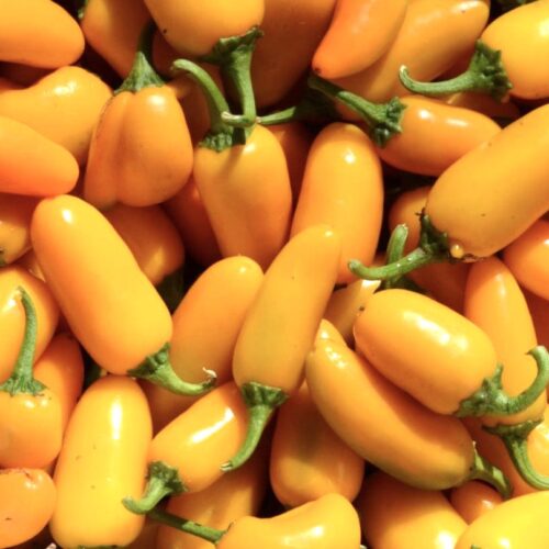 Pumpkin Spice Jalapeno Pepper Seeds | Hot | Organic