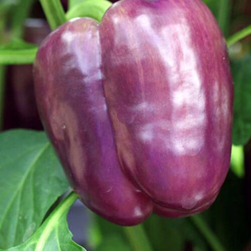 Purple Beauty Sweet Pepper Seeds | Heirloom | Organic