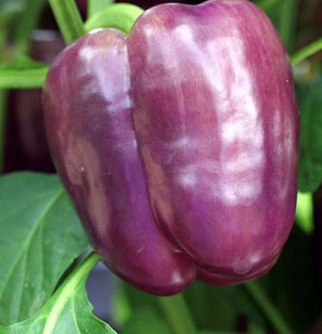 Purple Beauty Sweet Pepper Seeds | Heirloom | Organic