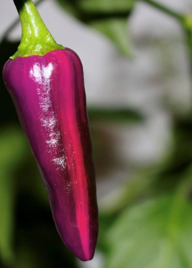 Purple Tiger Hot Pepper Seeds | Organic
