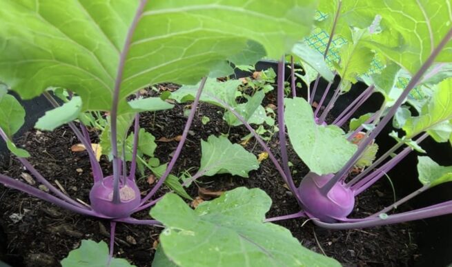 Purple Vienna Kohlrabi Seeds | Heirloom | Organic