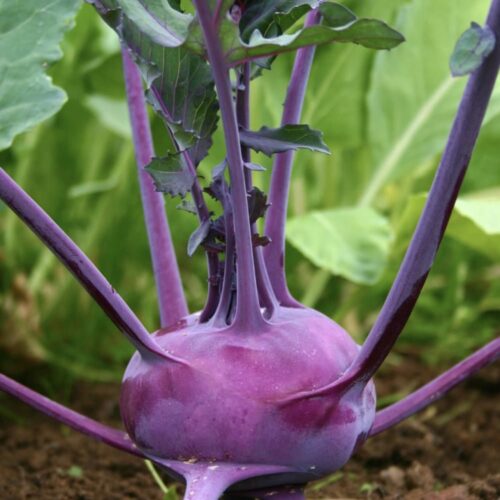 Purple Vienna Kohlrabi Seeds | Heirloom | Organic