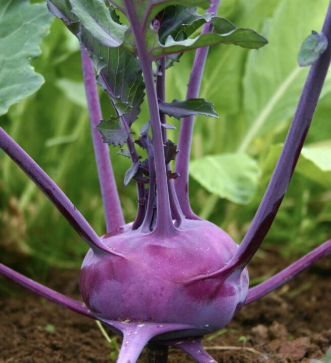 Purple Vienna Kohlrabi Seeds | Heirloom | Organic