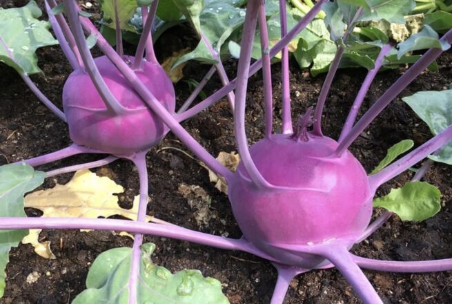 Purple Vienna Kohlrabi Seeds | Heirloom | Organic