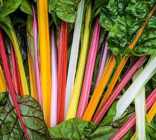 Rainbow Chard Mix Seeds | Organic | Rare Vegetable Variety