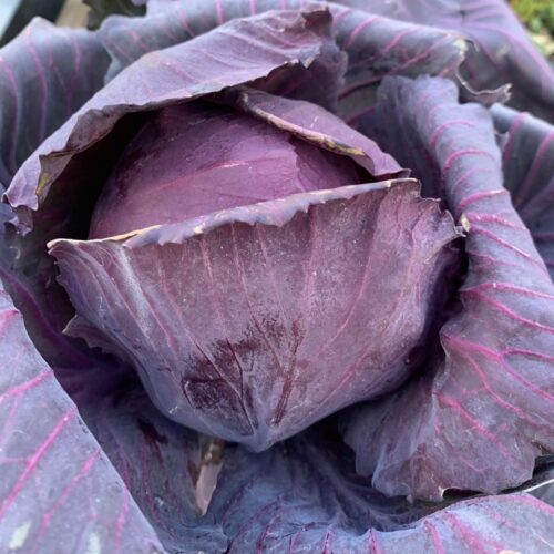 Red Acre Cabbage Seeds | Heirloom | Organic