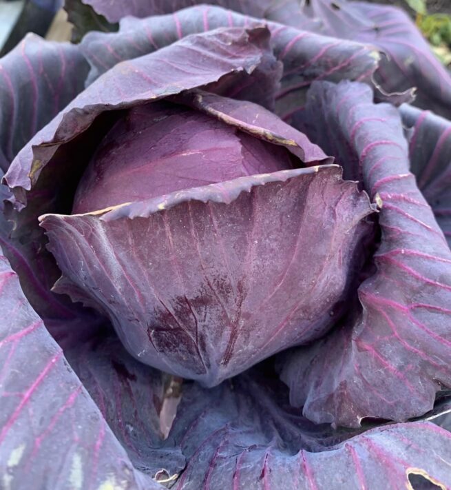 Red Acre Cabbage Seeds | Heirloom | Organic