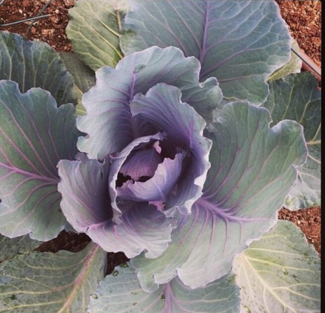 Red Acre Cabbage Seeds | Heirloom | Organic