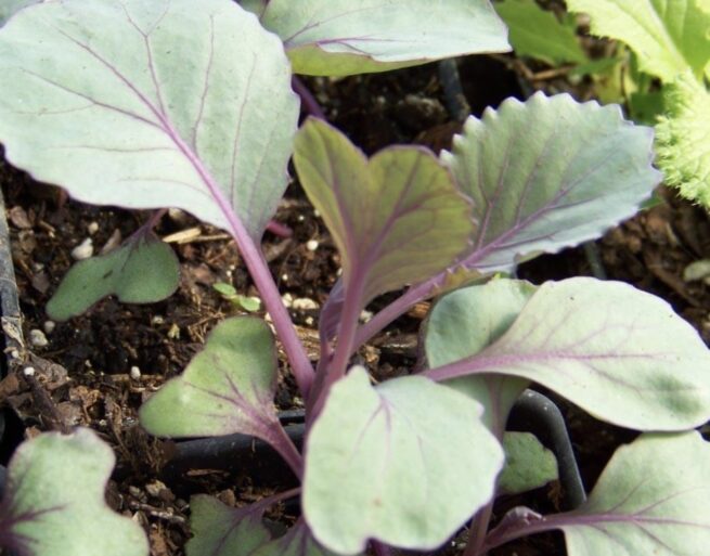 Red Acre Cabbage Seeds | Heirloom | Organic