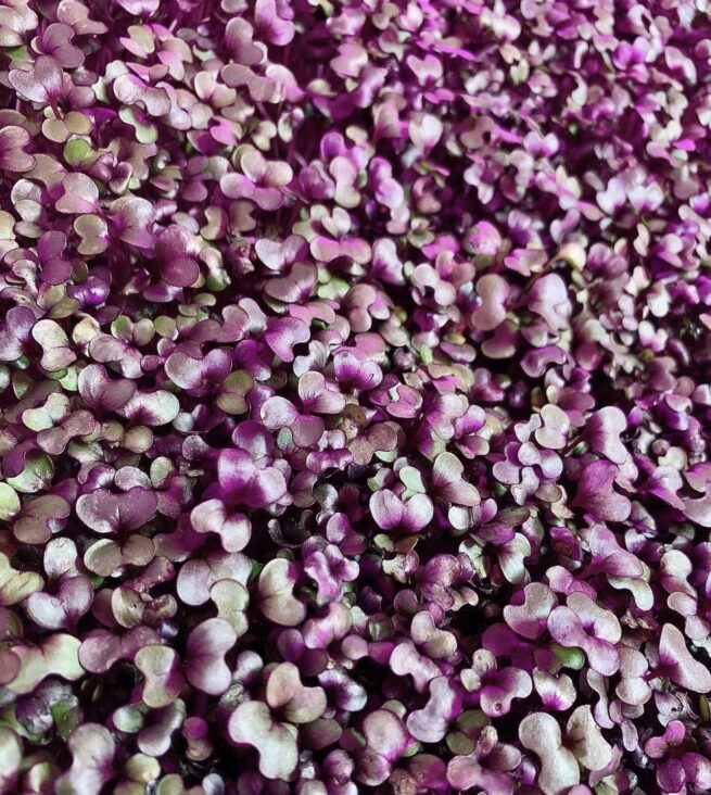 Red Acre Cabbage Seeds | Heirloom | Organic