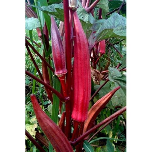 Red Burgundy Okra Seeds | Organic