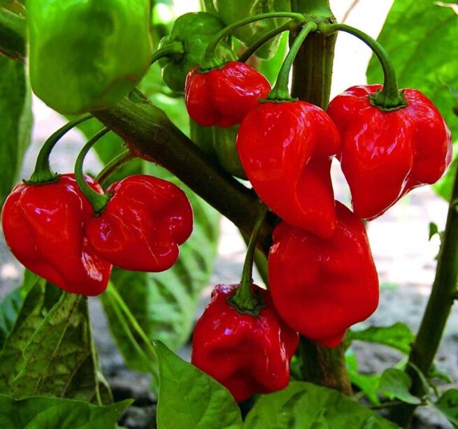 Caribbean Red Habanero Pepper Seeds | Organic
