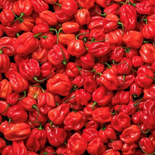 Red Habanero Hot Pepper Seeds | Organic