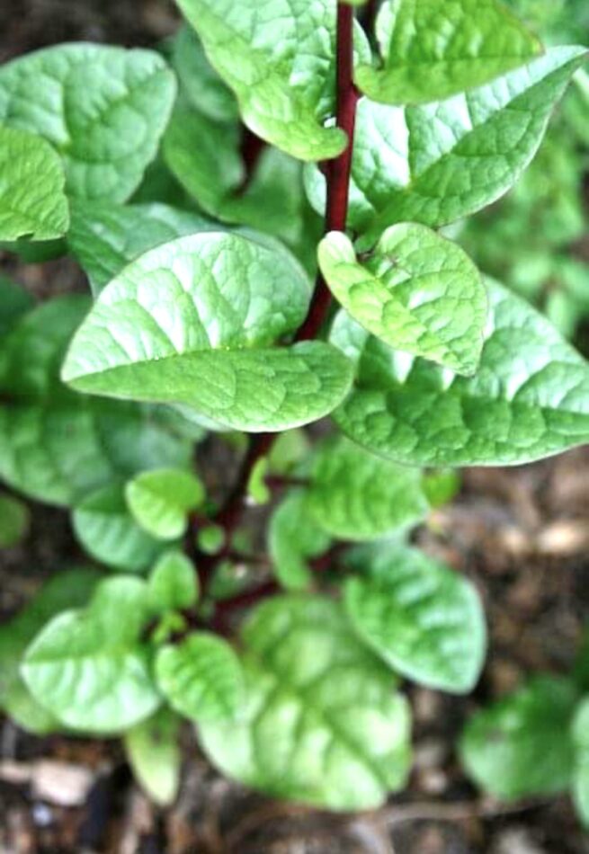 Red Malabar Spinach Seeds | Heirloom | Organic