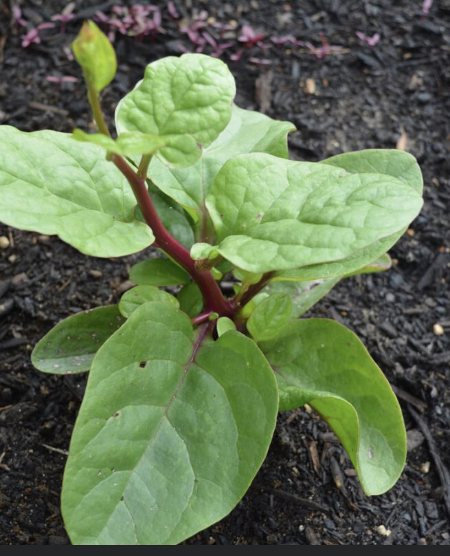 Red Malabar Spinach Seeds | Heirloom | Organic