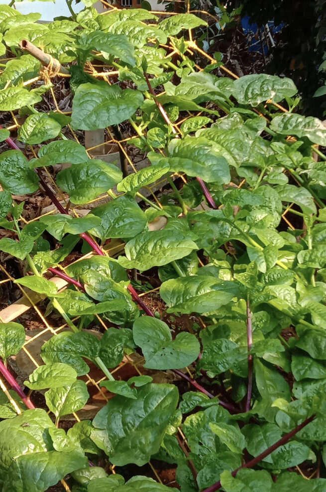 Red Malabar Spinach Seeds | Heirloom | Organic