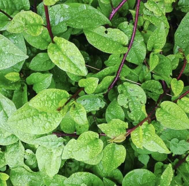 Red Malabar Spinach Seeds | Heirloom | Organic