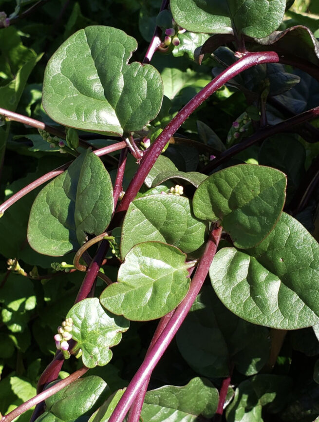 Red Malabar Spinach Seeds | Heirloom | Organic