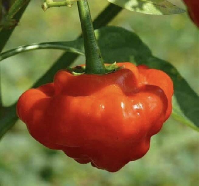 Red Mushroom Pepper Seeds | Hot | Organic